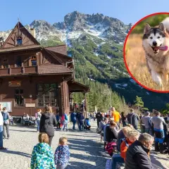 Wesoły pies rasy alaskan malamute biegnie przez trawę w Dolinie Chochołowskiej. W tle drewniane schronisko i góry.