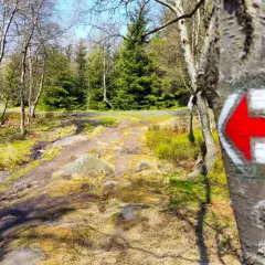 Czerwona strzałka na pniu drzewa oznacza kierunek czarnego szlaku. Ścieżka prowadzi przez las.