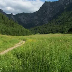 Ścieżka wije się przez zieloną dolinę małej łąki, otoczoną gęstym lasem i skalistymi szczytami.