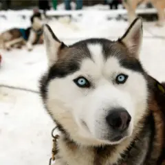 Piękny pies rasy husky z niebieskimi oczami, gotowy do zaprzęgu na Turbaczu.