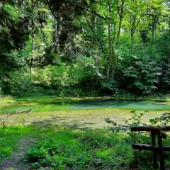 Zielone, zarośnięte wodą bajoro, przypominające beskidzkie Morskie Oko, otoczone gęstym lasem.
