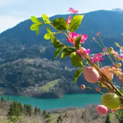 Wielkanocne pisanki i kwiaty na tle górskiego jeziora. Idealne miejsce, gdzie na Wielkanoc.