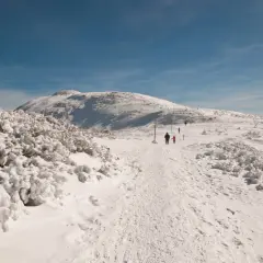 Zimowa trasa na Babiej Górze. Śnieg pokrywa krzewy i szlak, którym idą turyści.