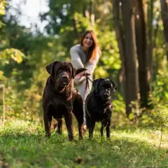 Dwa labradory, brązowy i czarny, na spacerze w lesie. W tle uśmiechnięta kobieta. Idealne mazury z psem.