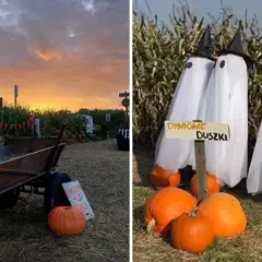 Jesienna farma dyniowa w Krakowie. Stogi siana, wóz z dyniami i straszne duszki w kukurydzy.