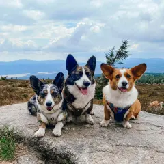Trzy urocze corgi odpoczywają na skale w Górach Izerskich, podziwiając malowniczy krajobraz.