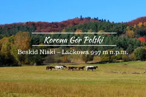 Jesień w Beskidzie Niskim, na Lackowej. Stado koni pasie się na łące u podnóża góry, w tle kolorowe drzewa.
