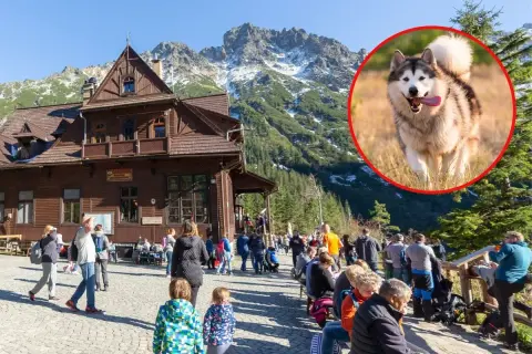 Wesoły pies rasy alaskan malamute biegnie przez trawę w Dolinie Chochołowskiej. W tle drewniane schronisko i góry.