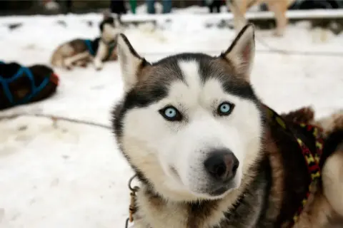 Piękny pies rasy husky z niebieskimi oczami, gotowy do zaprzęgu na Turbaczu.
