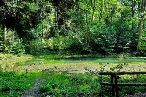 Zielone, zarośnięte wodą bajoro, przypominające beskidzkie Morskie Oko, otoczone gęstym lasem.