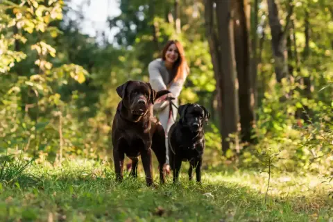 Dwa labradory, brązowy i czarny, na spacerze w lesie. W tle uśmiechnięta kobieta. Idealne mazury z psem.