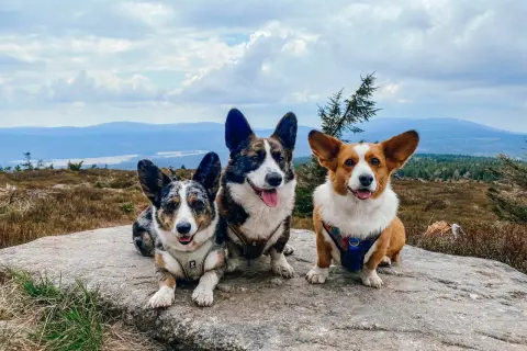 Trzy urocze corgi odpoczywają na skale w Górach Izerskich, podziwiając malowniczy krajobraz.