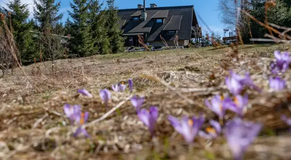Wiosna na szlakach! Pierwsze krokusy kwitną przed domem w górach, zapowiadając piękne widoki na **stare wierchy szlaki**.