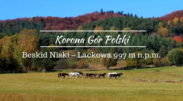 Jesień w Beskidzie Niskim, na Lackowej. Stado koni pasie się na łące u podnóża góry, w tle kolorowe drzewa.