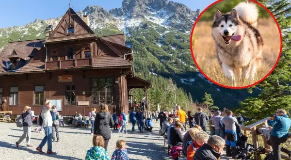 Wesoły pies rasy alaskan malamute biegnie przez trawę w Dolinie Chochołowskiej. W tle drewniane schronisko i góry.