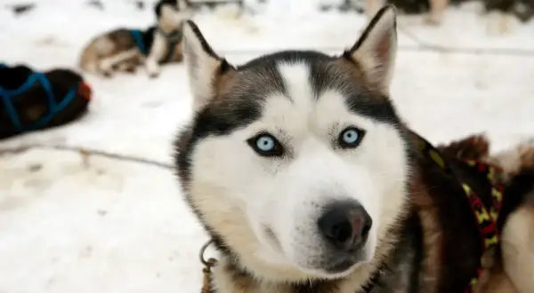 Piękny pies rasy husky z niebieskimi oczami, gotowy do zaprzęgu na Turbaczu.