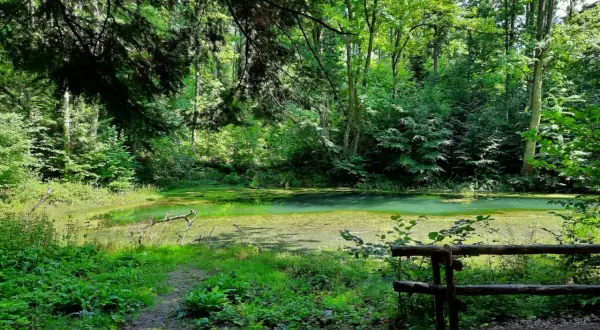 Zielone, zarośnięte wodą bajoro, przypominające beskidzkie Morskie Oko, otoczone gęstym lasem.
