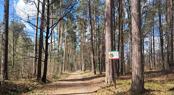 Ścieżka w lesie sosnowym, idealne miejsce na spacer w majówkę. Tabliczka ostrzega przed pożarem.