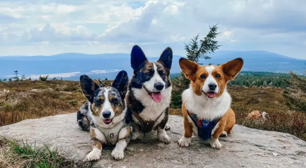 Trzy urocze corgi odpoczywają na skale w Górach Izerskich, podziwiając malowniczy krajobraz.