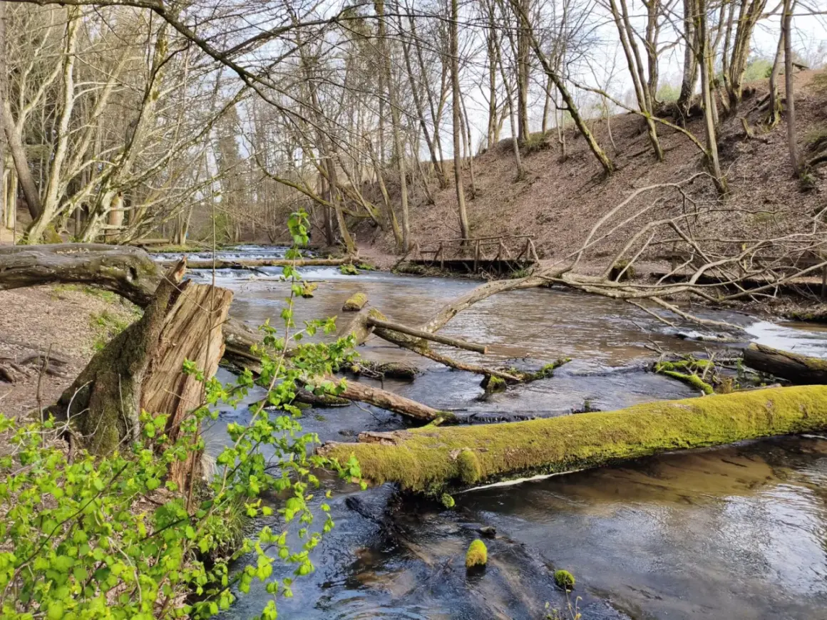 Szumy nad Tanwią tworzą malowniczy krajobraz. Woda płynie wśród powalonych drzew, a na brzegu kwitnie młoda zieleń.