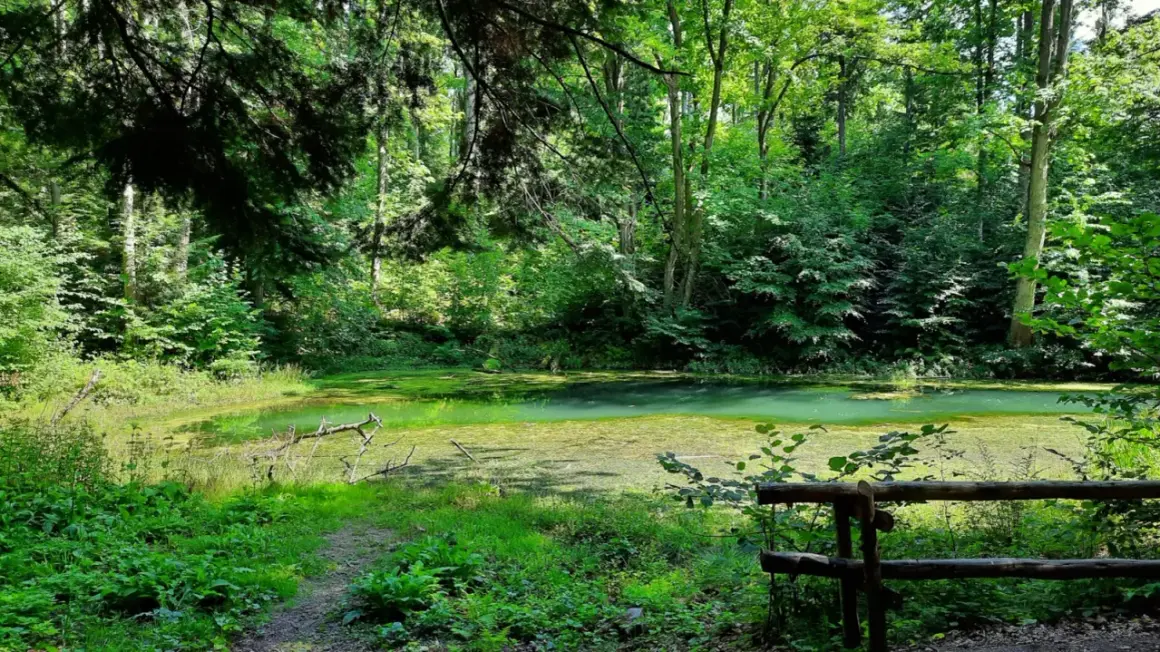 Zielone, zarośnięte wodą bajoro, przypominające beskidzkie Morskie Oko, otoczone gęstym lasem.