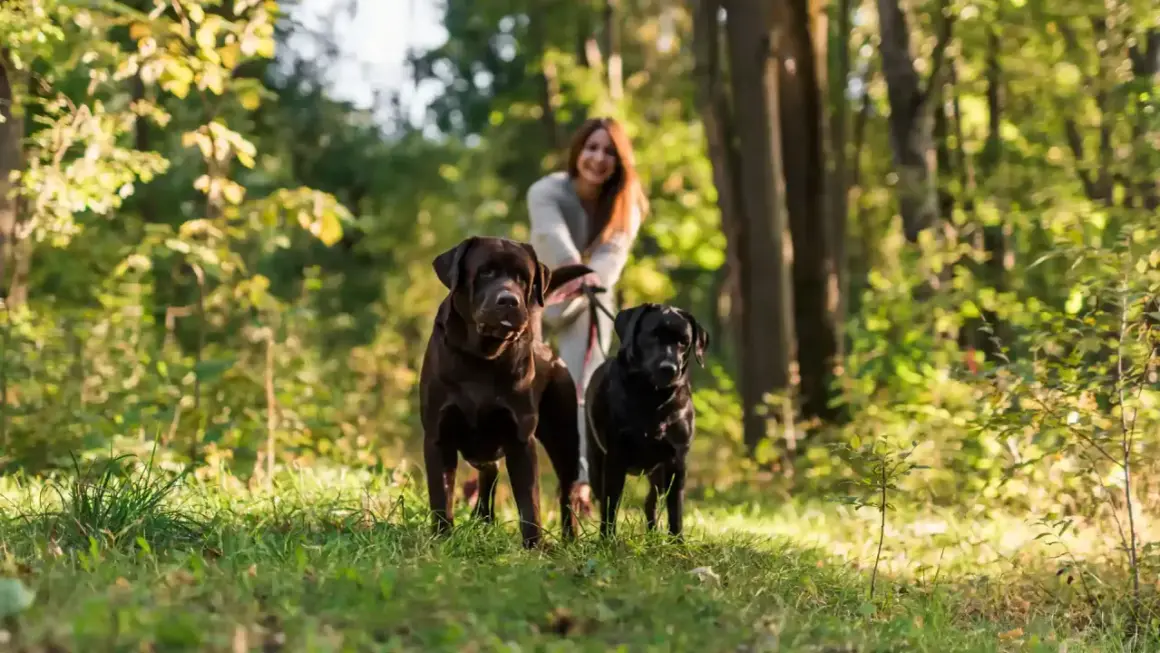 Dwa labradory, brązowy i czarny, na spacerze w lesie. W tle uśmiechnięta kobieta. Idealne mazury z psem.
