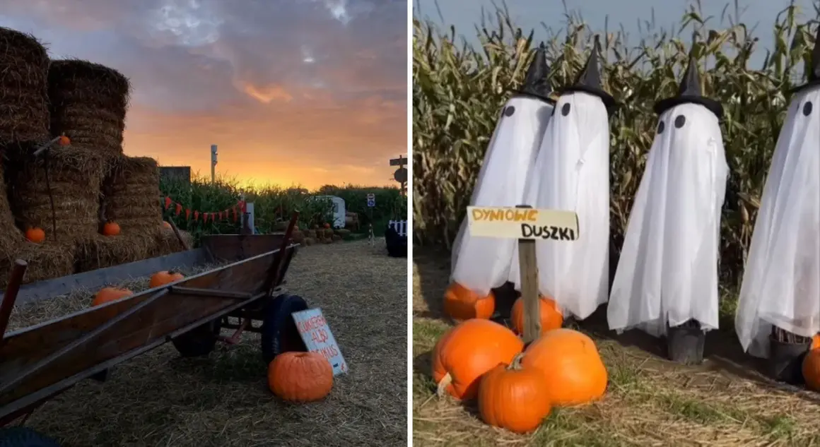 Jesienna farma dyniowa w Krakowie. Stogi siana, wóz z dyniami i straszne duszki w kukurydzy.
