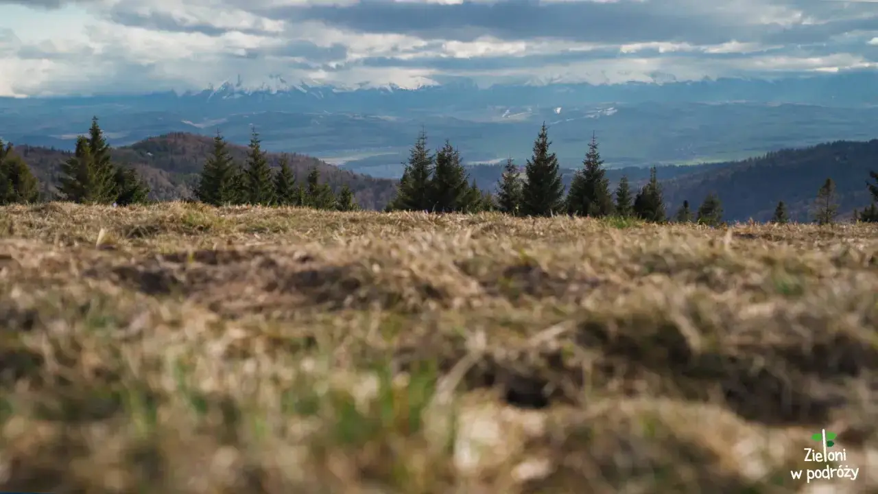Widok z Turbacza z psem. W oddali ośnieżone szczyty Tatr, na pierwszym planie trawa i świerki.