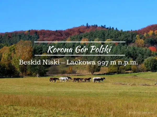 Jesień w Beskidzie Niskim, na Lackowej. Stado koni pasie się na łące u podnóża góry, w tle kolorowe drzewa.