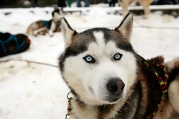 Piękny pies rasy husky z niebieskimi oczami, gotowy do zaprzęgu na Turbaczu.