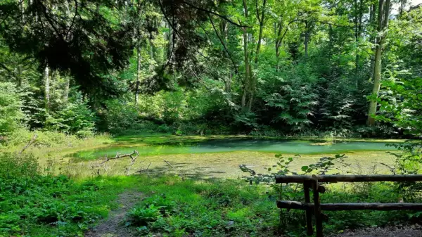 Zielone, zarośnięte wodą bajoro, przypominające beskidzkie Morskie Oko, otoczone gęstym lasem.