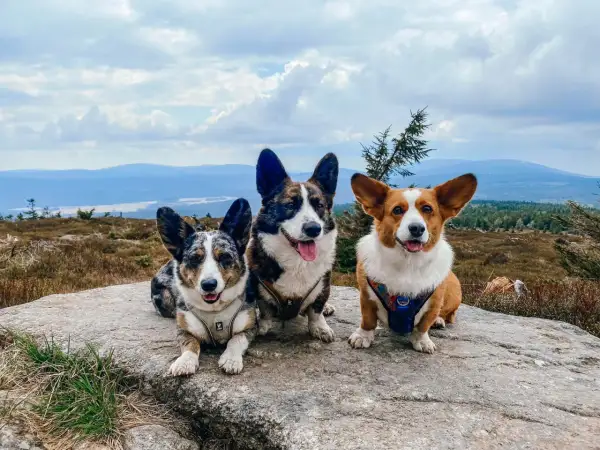 Trzy urocze corgi odpoczywają na skale w Górach Izerskich, podziwiając malowniczy krajobraz.